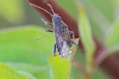 <i>Stictopleurus punctatonervosus</i>
