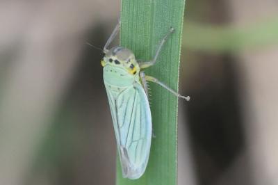<i>Cicadella viridis</i>