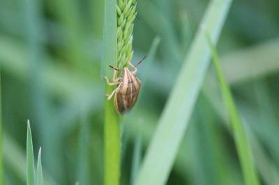 <i>Aelia acuminata</i>