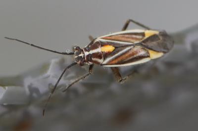 <i>Horistus orientalis</i>