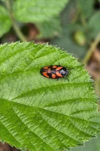 <i>Cercopis vulnerata</i>