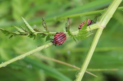 <i>Graphosoma italicum</i>