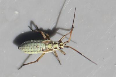 <i>Leptopterna dolabrata</i>