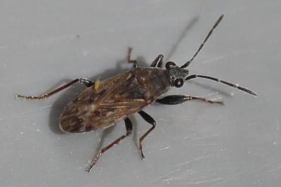 <i>Peritrechus gracilicornis</i>