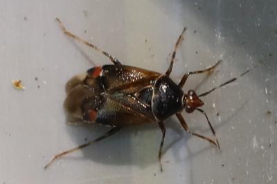 <i>Deraeocoris flavilinea</i>
