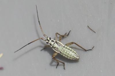 <i>Leptopterna dolabrata</i>