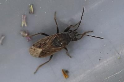 <i>Peritrechus gracilicornis</i>