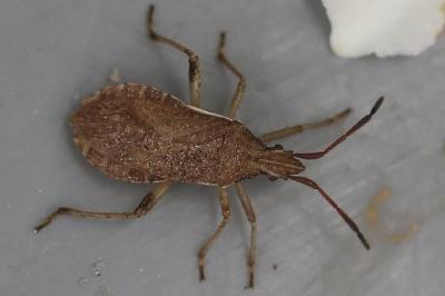 <i>Ceraleptus lividus</i>