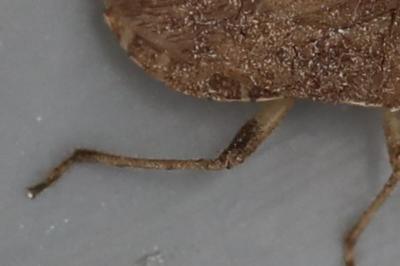<i>Ceraleptus lividus</i>