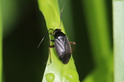 <i>Capsus ater</i>