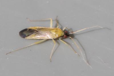 <i>Phylus melanocephalus</i>