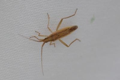 <i>Stenodema laevigata</i>