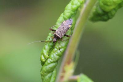<i>Closterotomus fulvomaculatus</i>
