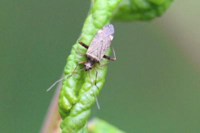 <i>Closterotomus fulvomaculatus</i>