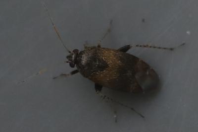 <i>Psallus</i>