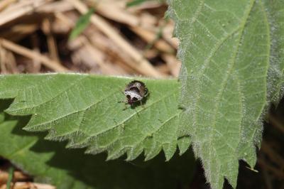 <i>Stagonomus venustissimus</i>