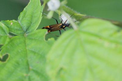 <i>Miris striatus</i>