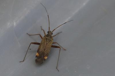 <i>Closterotomus fulvomaculatus</i>