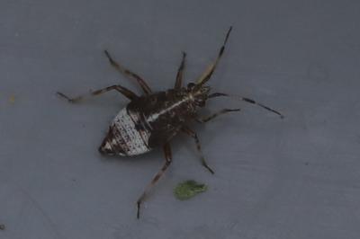 <i>Deraeocoris flavilinea</i>
