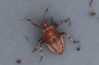 <i>Deraeocoris olivaceus</i>