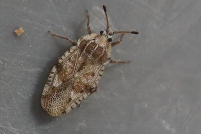 <i>Tingis cardui</i>