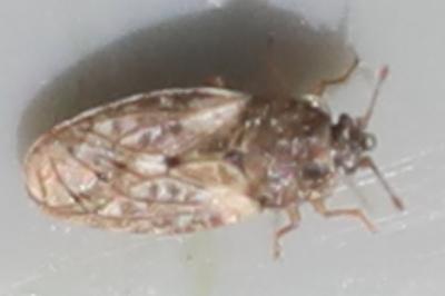 <i>Piesma maculatum</i>