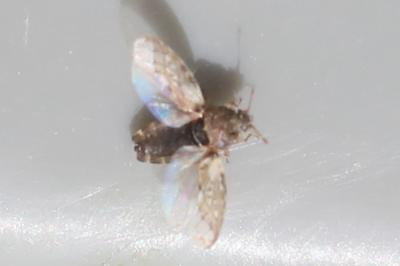 <i>Piesma maculatum</i>