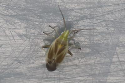 <i>Amblytylus nasutus</i>