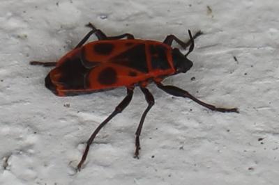 <i>Pyrrhocoris apterus</i>