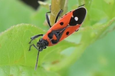 <i>Melanocoryphus albomaculatus</i>