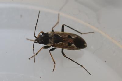 <i>Rhyparochromus vulgaris</i>