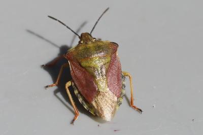 <i>Carpocoris purpureipennis</i>