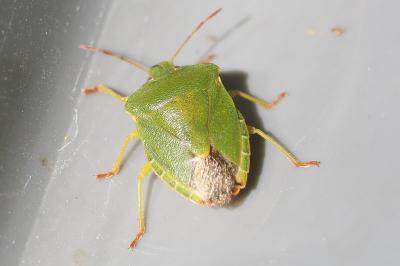 <i>Palomena prasina</i>