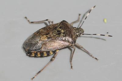 <i>Rhaphigaster nebulosa</i>