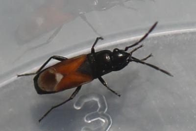 <i>Pterotmetus staphyliniformis</i>