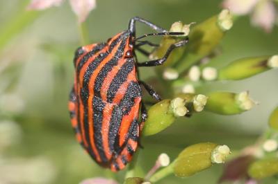 <i>Graphosoma italicum</i>