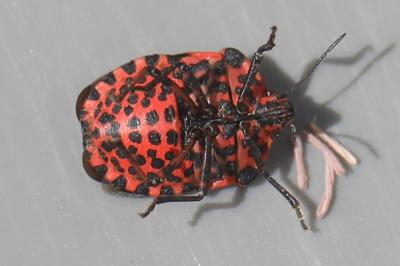 <i>Graphosoma italicum</i>