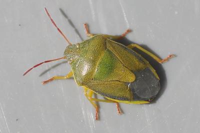 <i>Piezodorus lituratus</i>