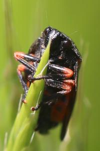 <i>Cercopis intermedia</i>