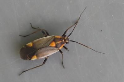 <i>Capsodes flavomarginatus</i>