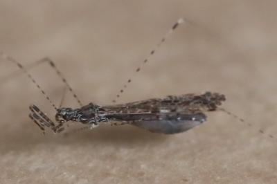 <i>Empicoris rubromaculatus</i>