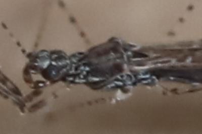 <i>Empicoris rubromaculatus</i>