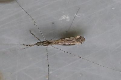 <i>Empicoris rubromaculatus</i>