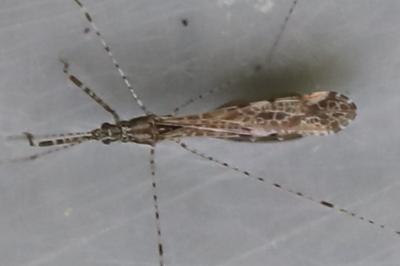 <i>Empicoris rubromaculatus</i>