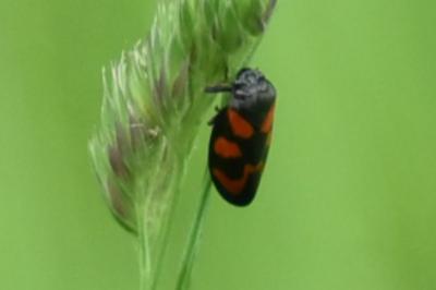 <i>Cercopis vulnerata</i>