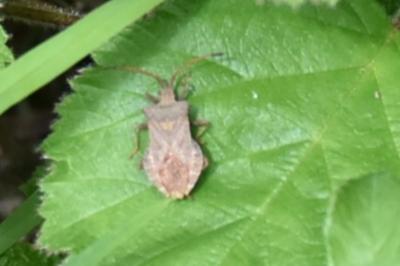<i>Coreus marginatus</i>