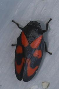 <i>Cercopis vulnerata</i>