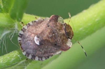 <i>Dyroderes umbraculatus</i>