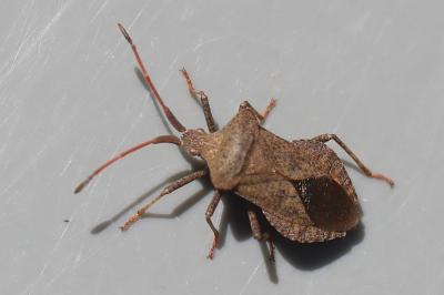 <i>Coreus marginatus</i>
