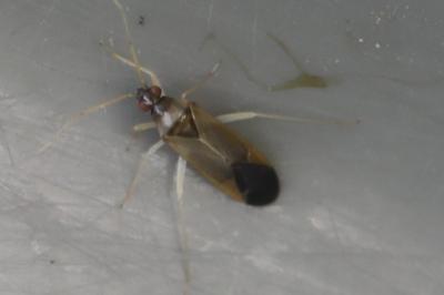 <i>Phylus coryli</i>